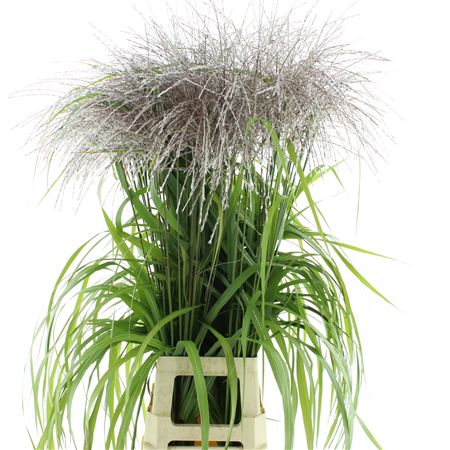 Mischanthus Memory