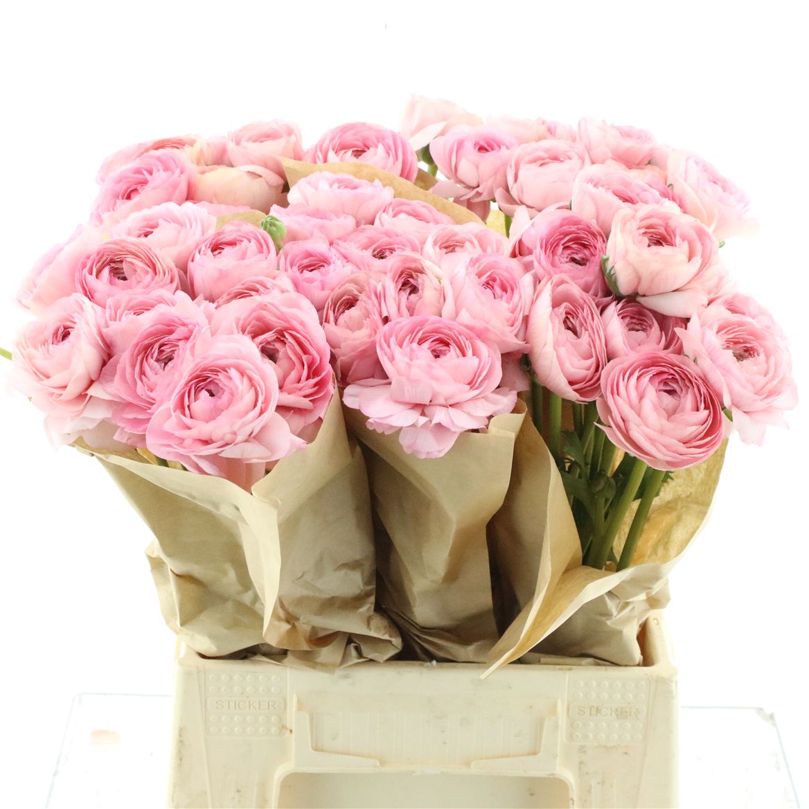 Ranunculus Success Nuance 45cm 45gr.