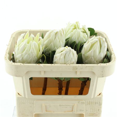 Protea Cy Lei Momi