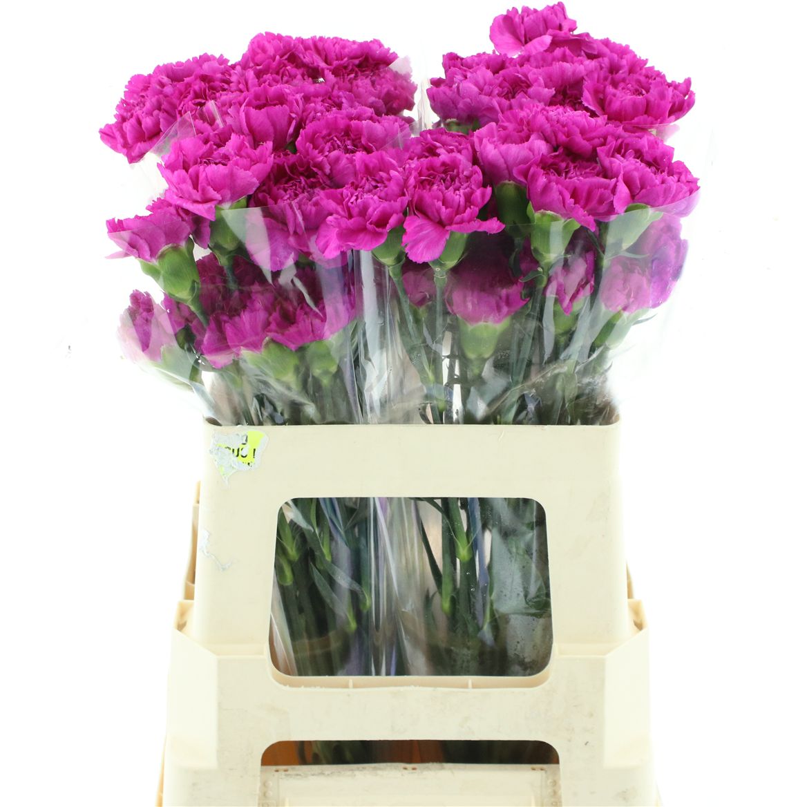 Dianthus Single Yukari Violet 55cm