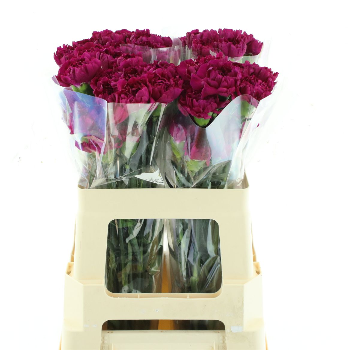 Dianthus Single Yukari Violet 55cm