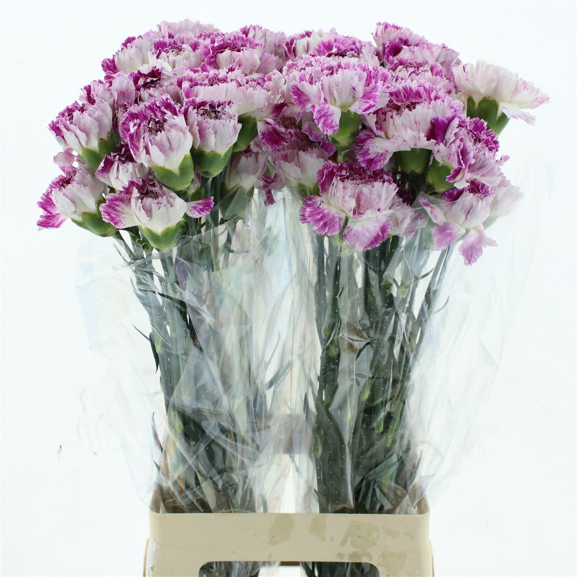 Di St Lavender Pixel 70cm