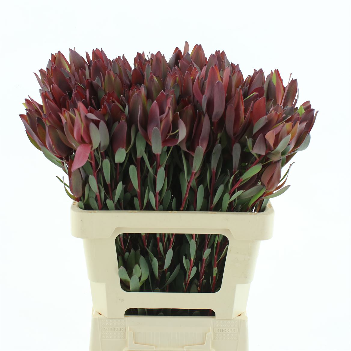 Leucadendron Senorita 60cm Spray