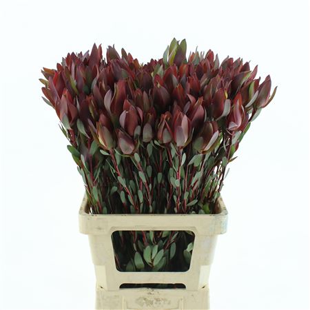 Leucad Senorita