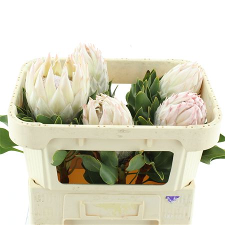 Protea Cy Tus