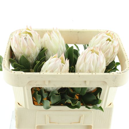 Protea Cy Tus