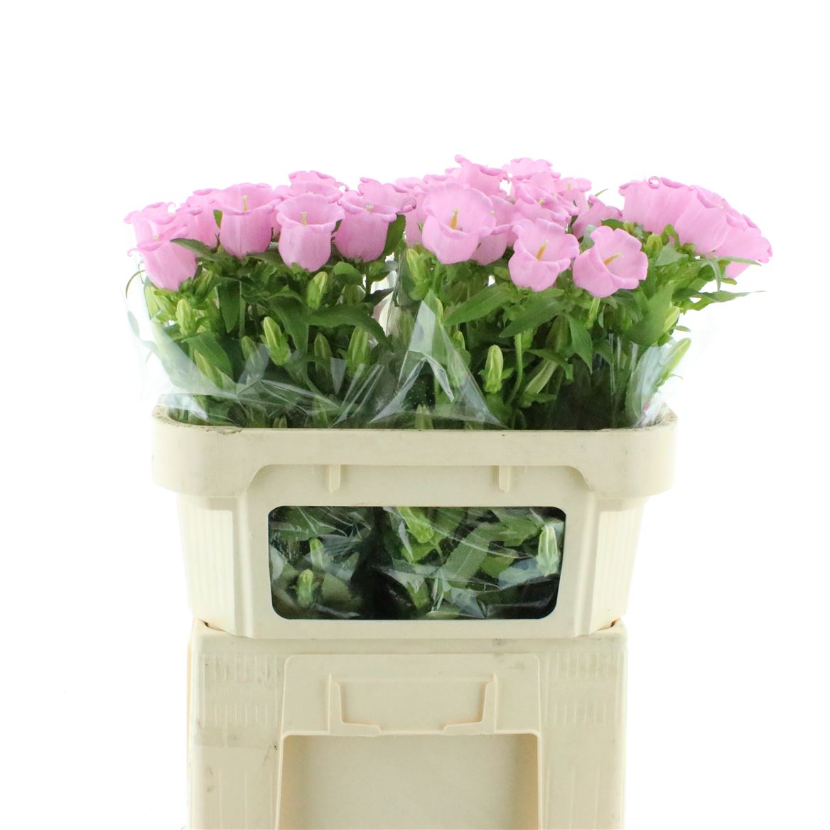 Campanula Pearl Pink 70cm
