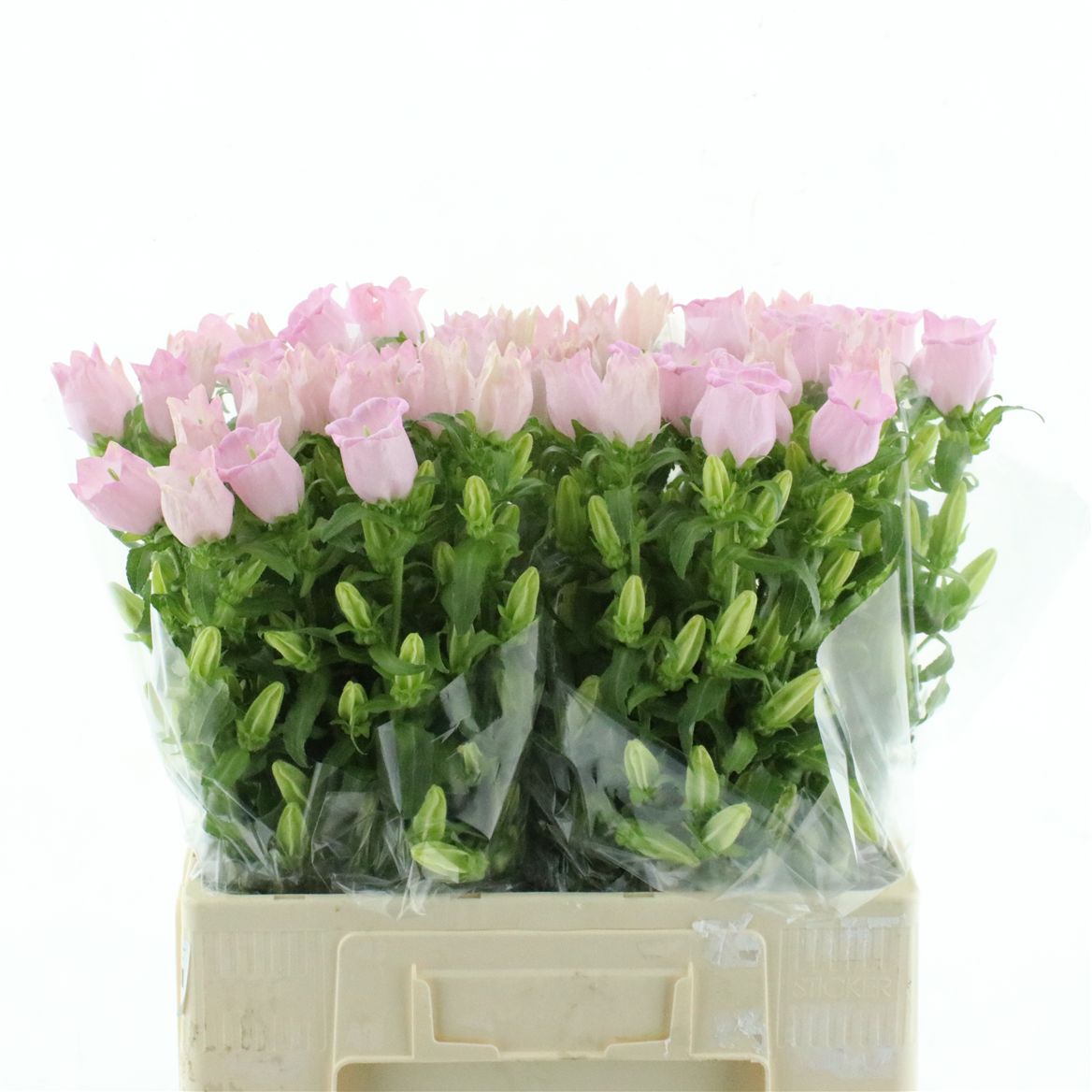 Campanula Pearl Pink 60cm