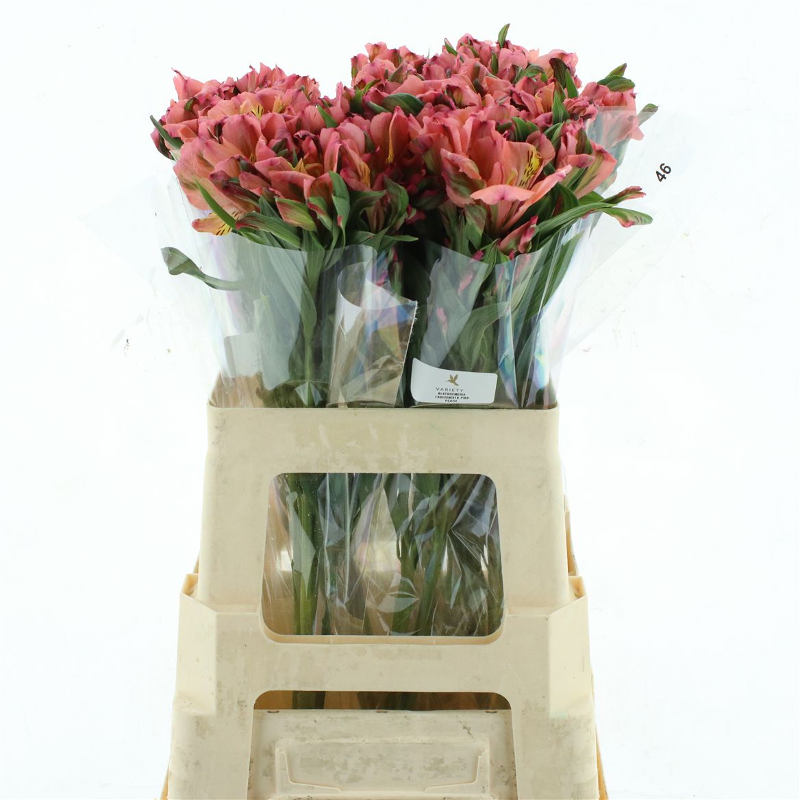 Alstroemeria Fashionista Pink 70cm 50gr.