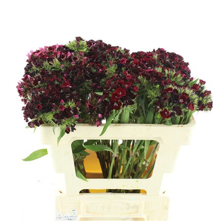 Di Barb Kiwi Dark Red
