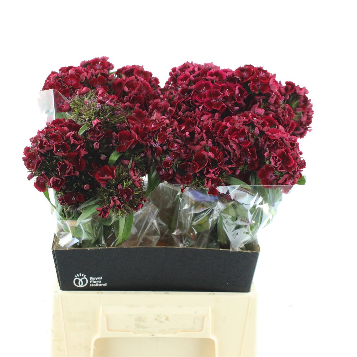 Dianthus Barb Kiwi Dark Red 45cm