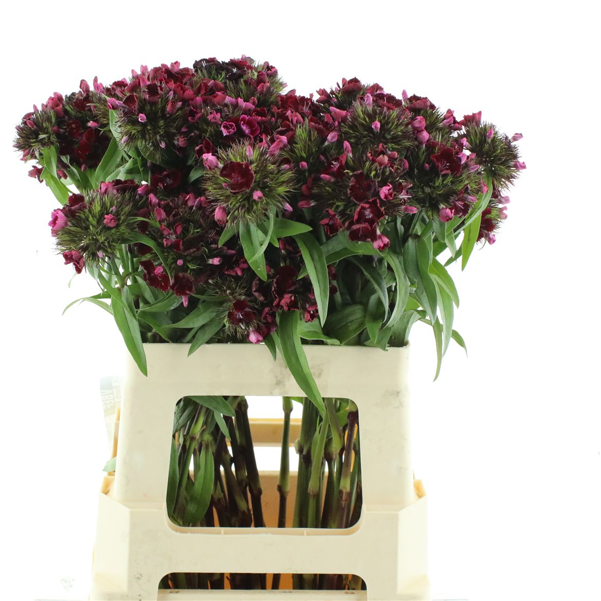 Dianthus Barb Kiwi Dark Red 65cm