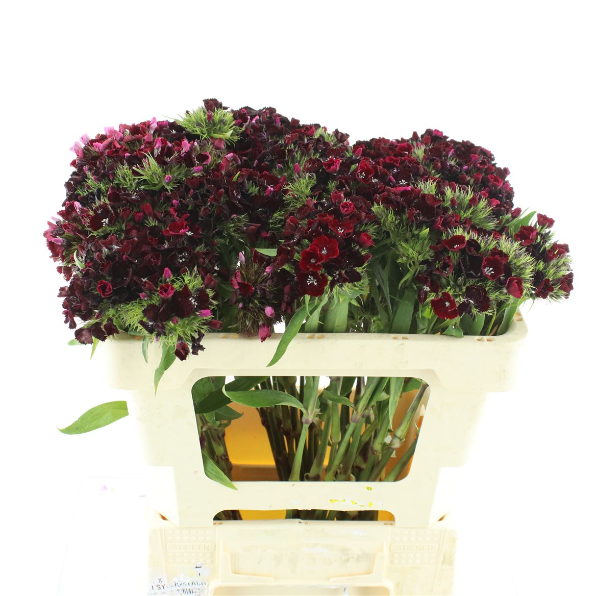 Dianthus Barb Kiwi Dark Red 55cm