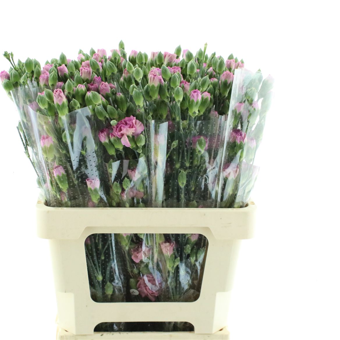 Dianthus Spray Cosmocherry 60cm
