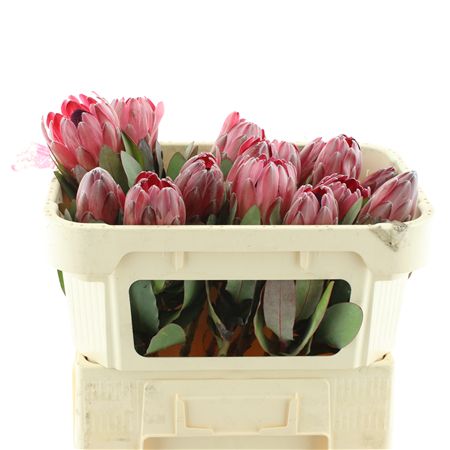 Protea Sharonet
