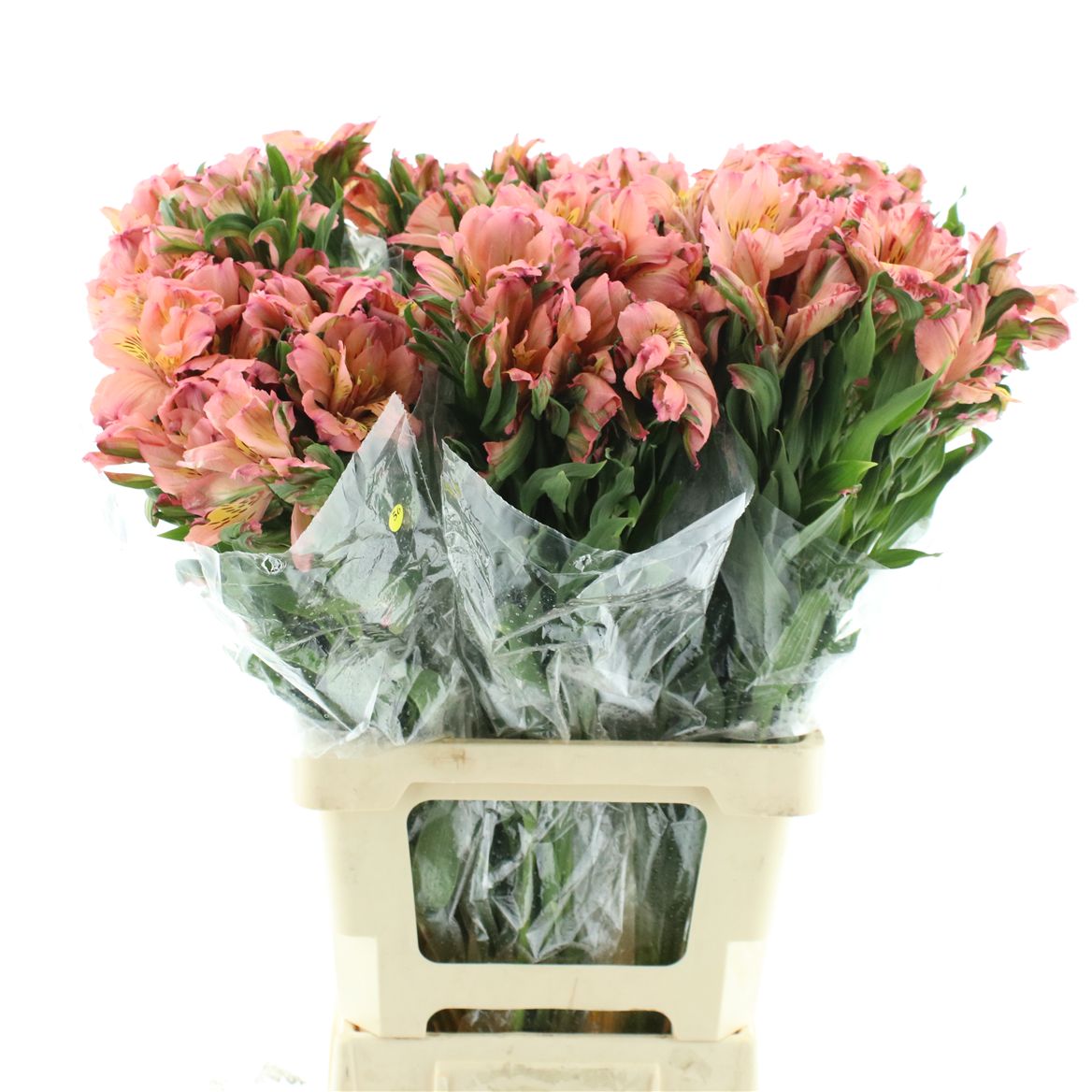 Alstroemeria Fashionista Couture 75cm 45gr.