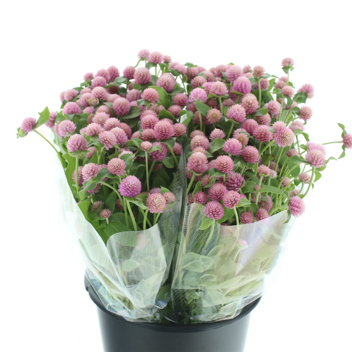 Gomphrena Globosa Light Pink 50cm