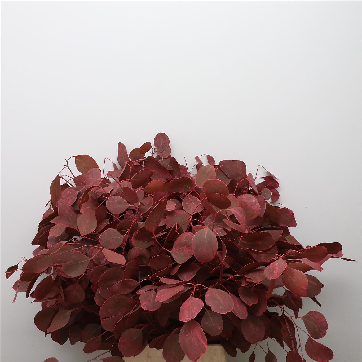 Eucalyptus Populus Bordeaux Berry Per Bunch 55cm 350gr.