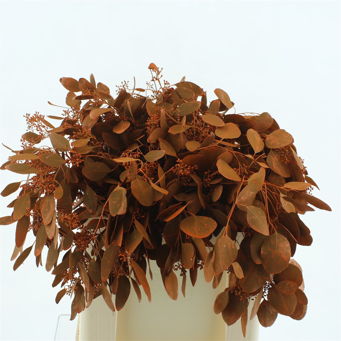 Eucalyptus Populus Painted Orange Berry Per Bunch 55cm 350gr.