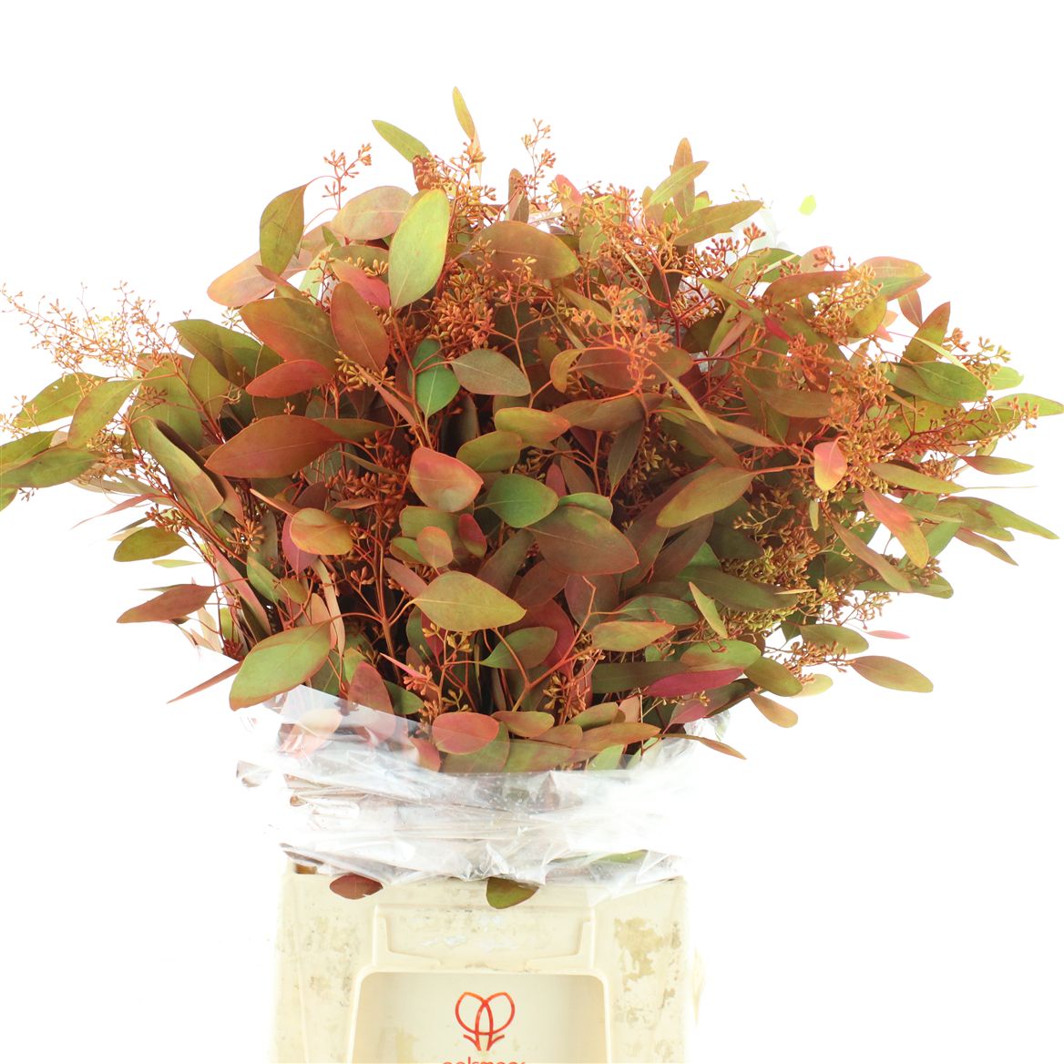 Eucalyptus Populus Painted Orange Berry Per Bunch 60cm 300gr.