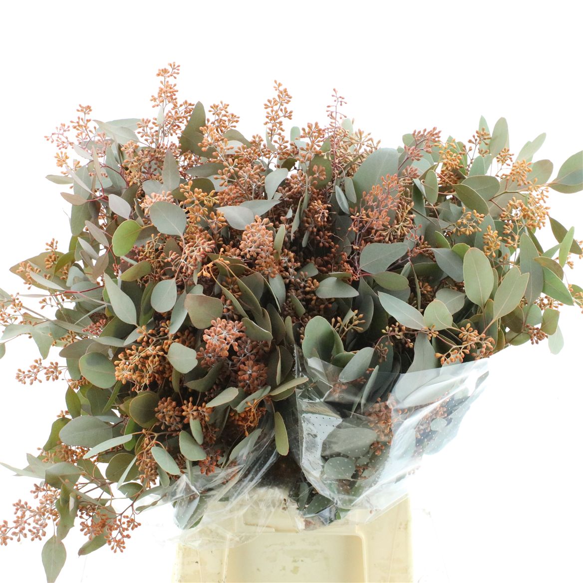 Eucalyptus Populus Painted Orange Berry Per Bunch 65cm 300gr.