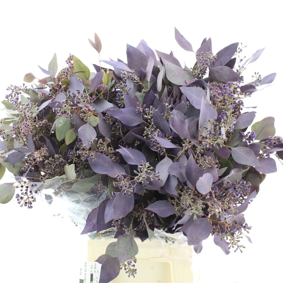 Eucalyptus Populus Painted Red Berry Per Bunch 65cm 300gr.