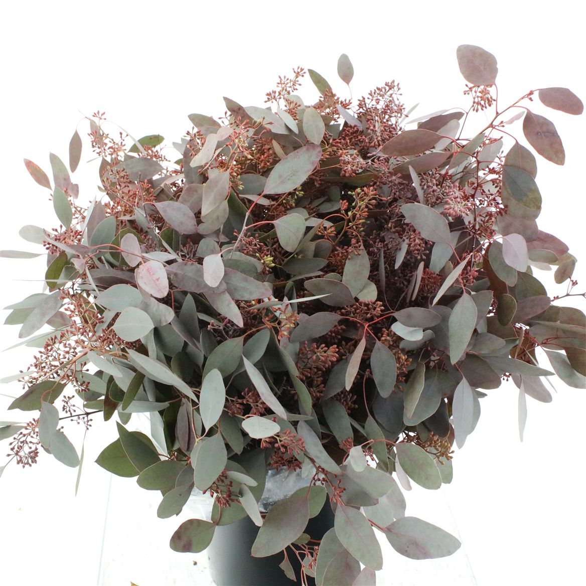 Eucalyptus Populus Painted Red Berry Per Bunch 70cm 300gr.