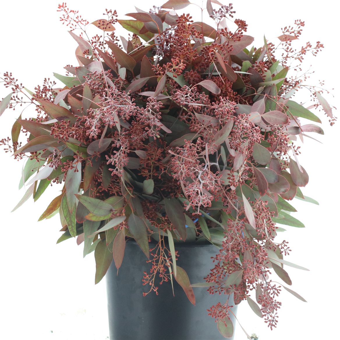 Eucalyptus Populus Painted Red Berry Per Bunch 65cm 300gr.