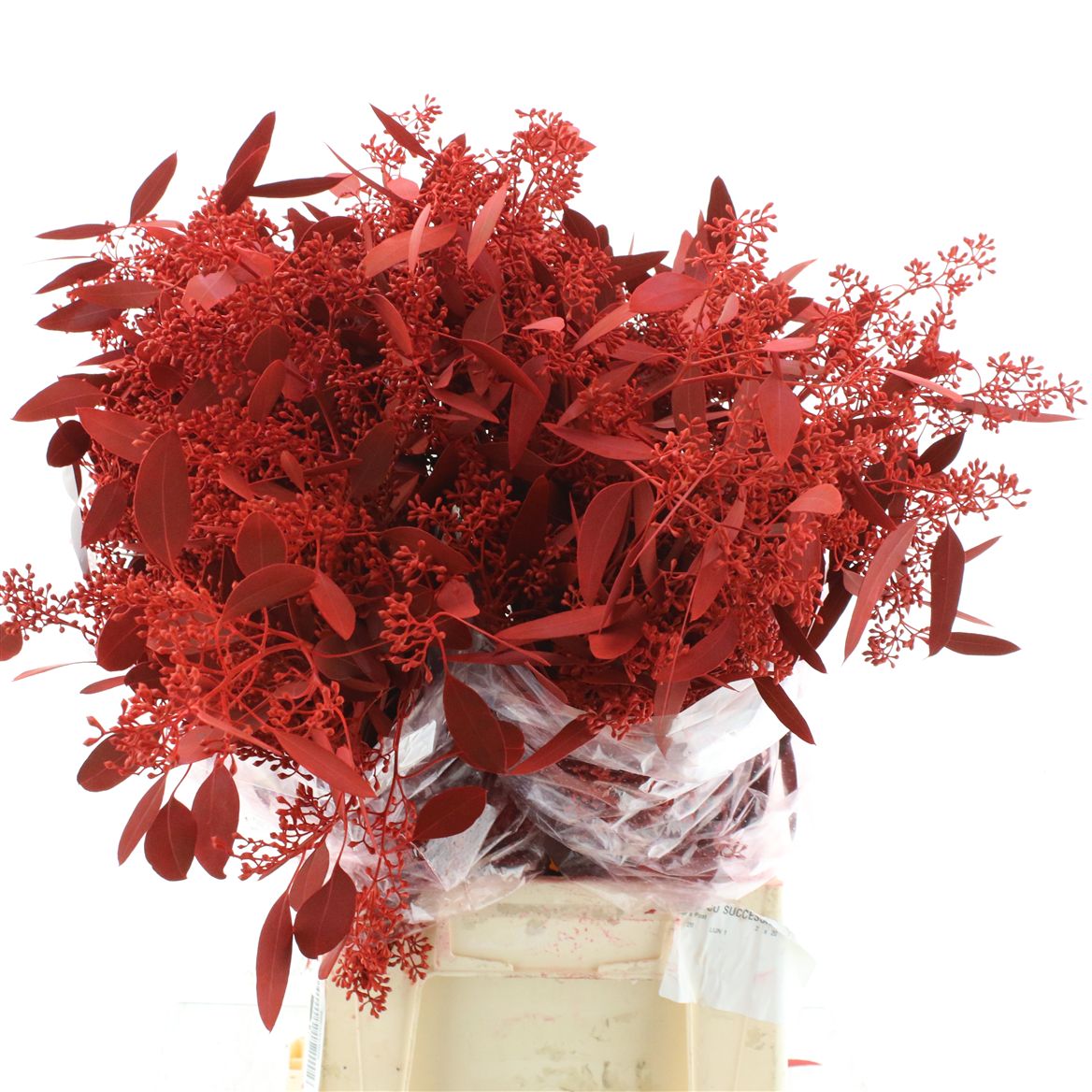 Eucalyptus Populus Painted Red Berry Per Bunch 65cm 300gr.