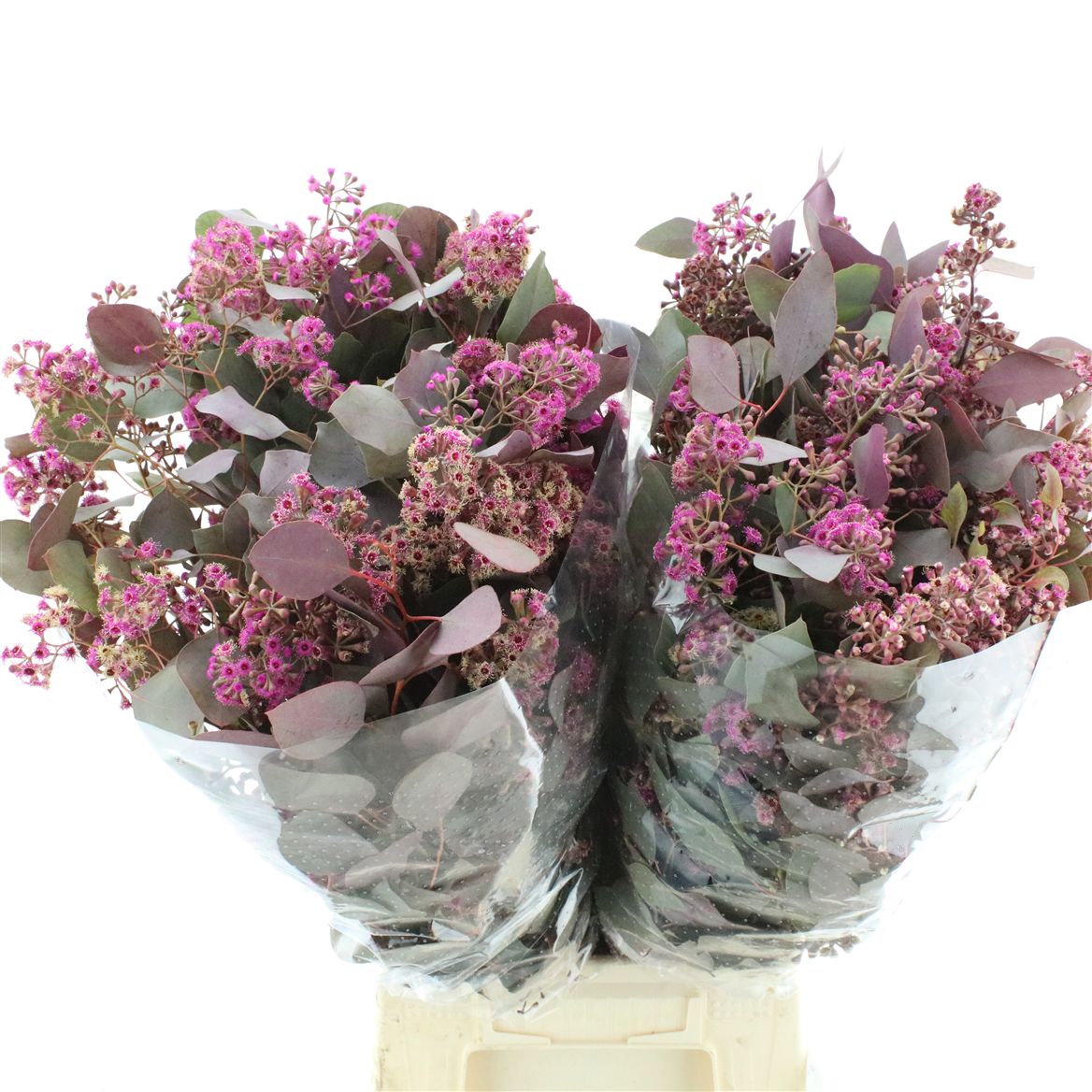 Eucalyptus Populus Painted Red Berry Per Bunch 65cm 300gr.