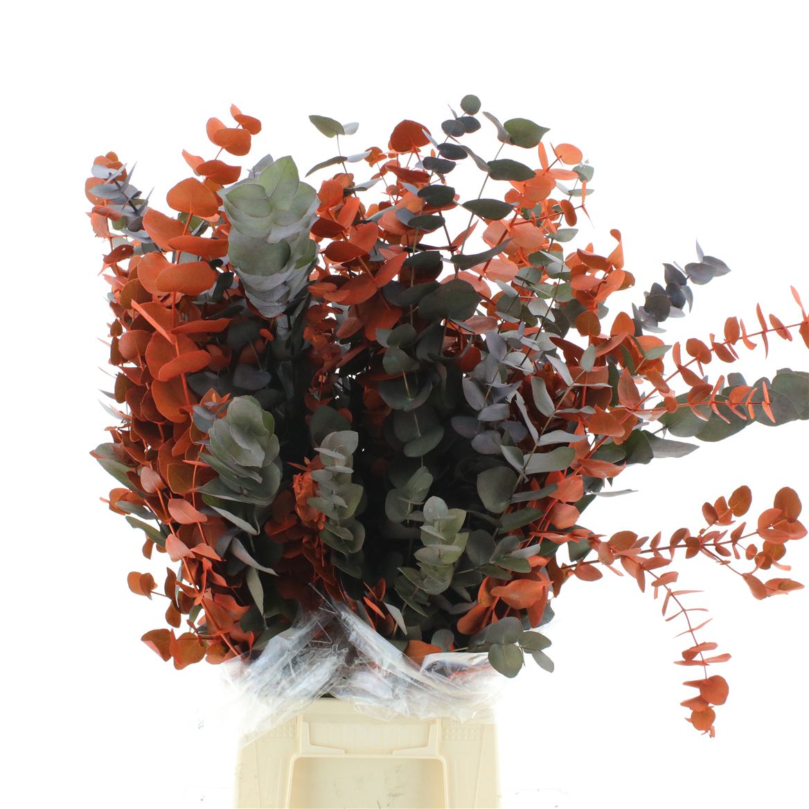 Eucalyptus Cinerea Painted Orange Per Bunch 70cm 200gr.