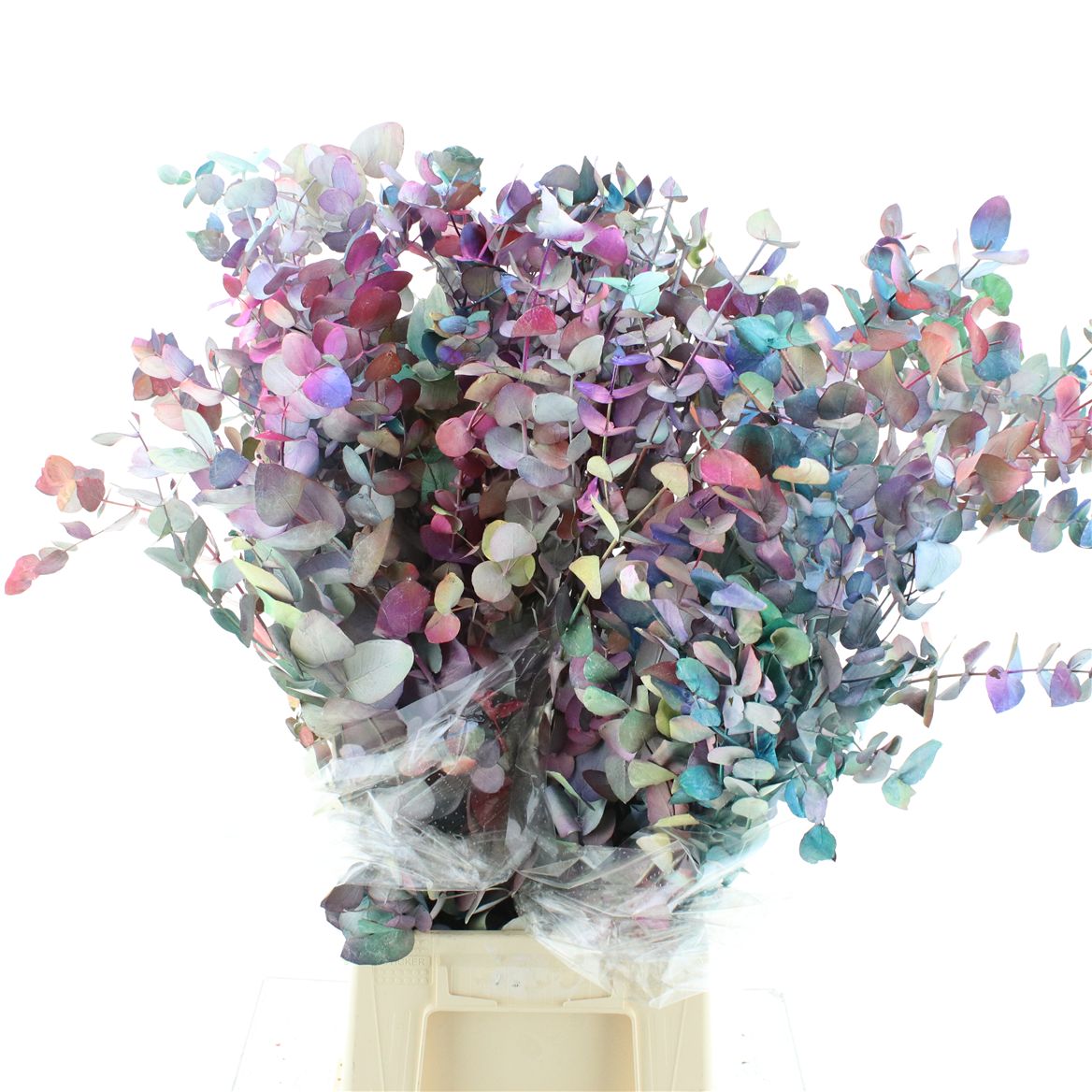 Eucalyptus Cinerea Painted Autumn Per Bunch 70cm 200gr.