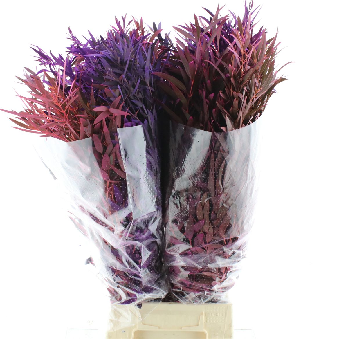 Eucalyptus Cinerea Painted Autumn Per Bunch 70cm 200gr.