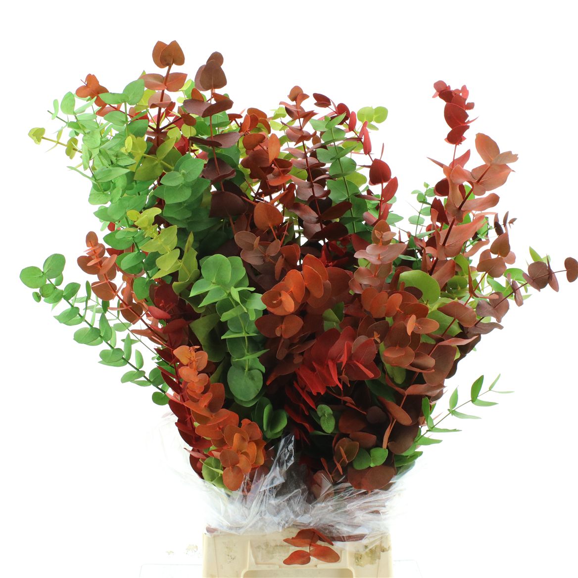 Eucalyptus Cinerea Painted Autumn Per Bunch 70cm 200gr.