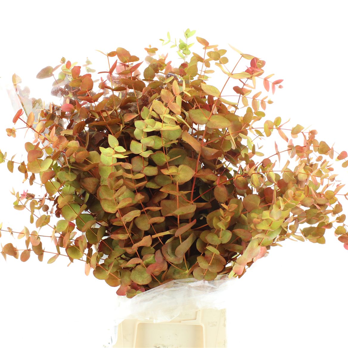Eucalyptus Cinerea Painted Autumn Per Bunch 70cm 200gr.