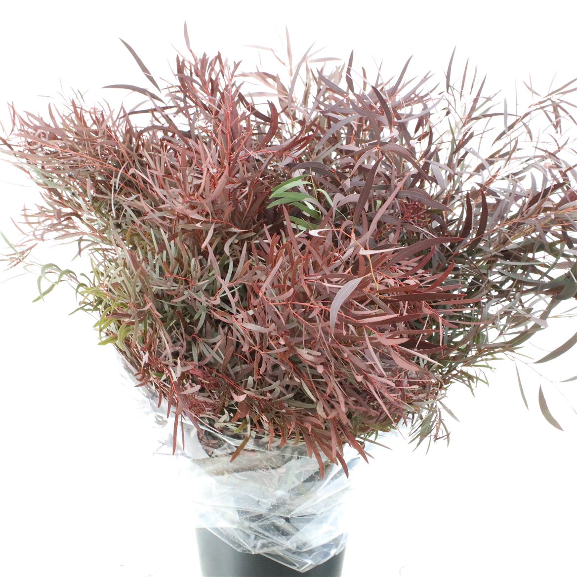 Eucalyptus Cinerea Painted Autumn Per Bunch 70cm 200gr.