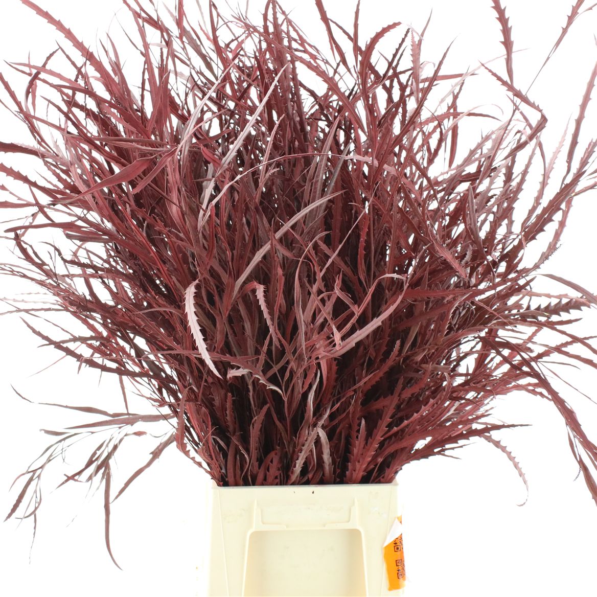 Grevillea Painted Red 70cm