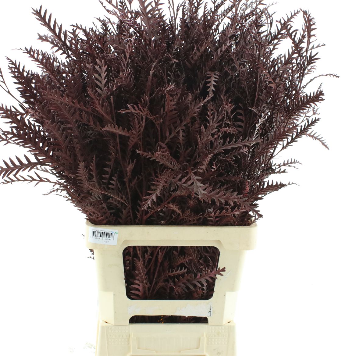 Grevillea Painted Red 70cm