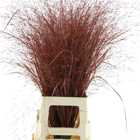 Siergras Klb Bordeaux