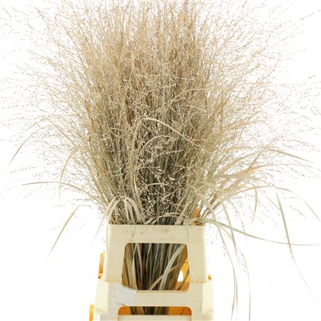 Siergras Klb Apricot