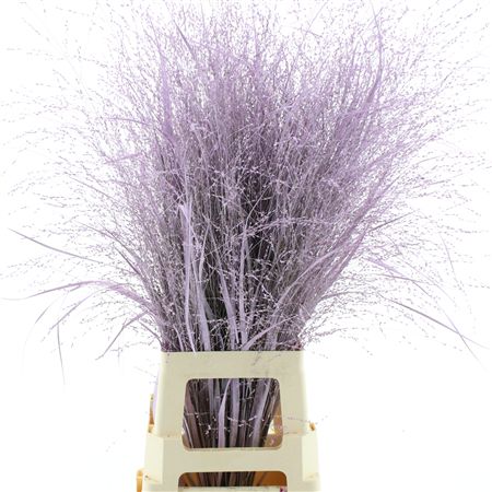 Siergras Klb Milka
