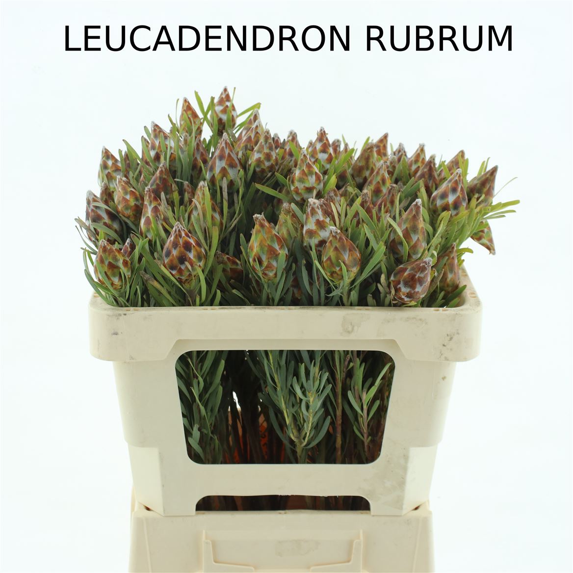 Leucadendron Single Plumosum 50cm