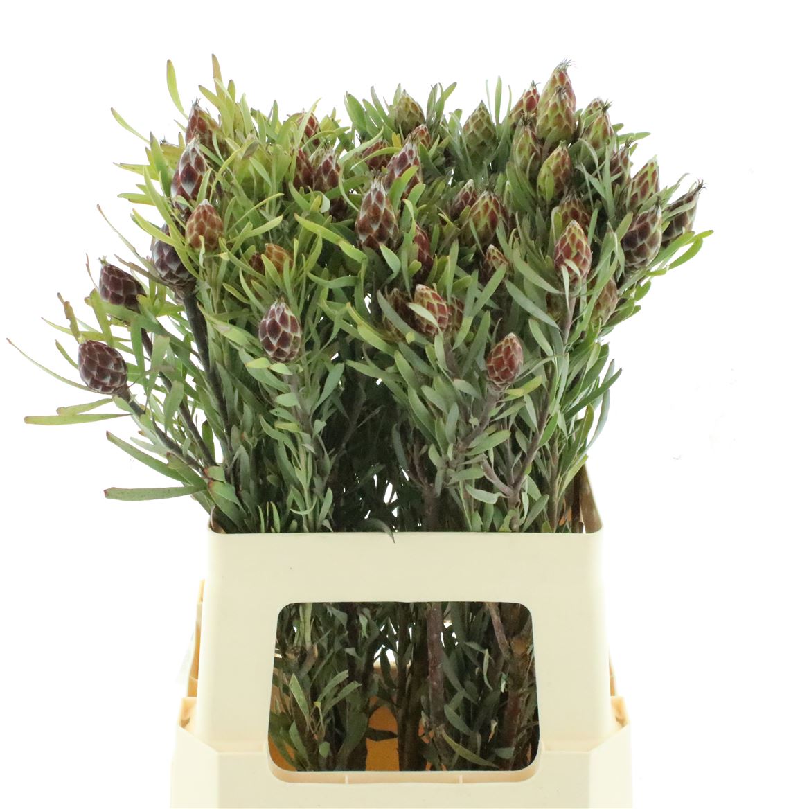 Leucadendron Spray Plumosum 60cm Spray