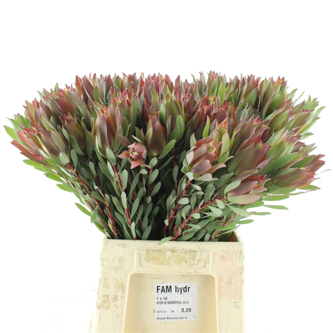 Leucadendron 50cm