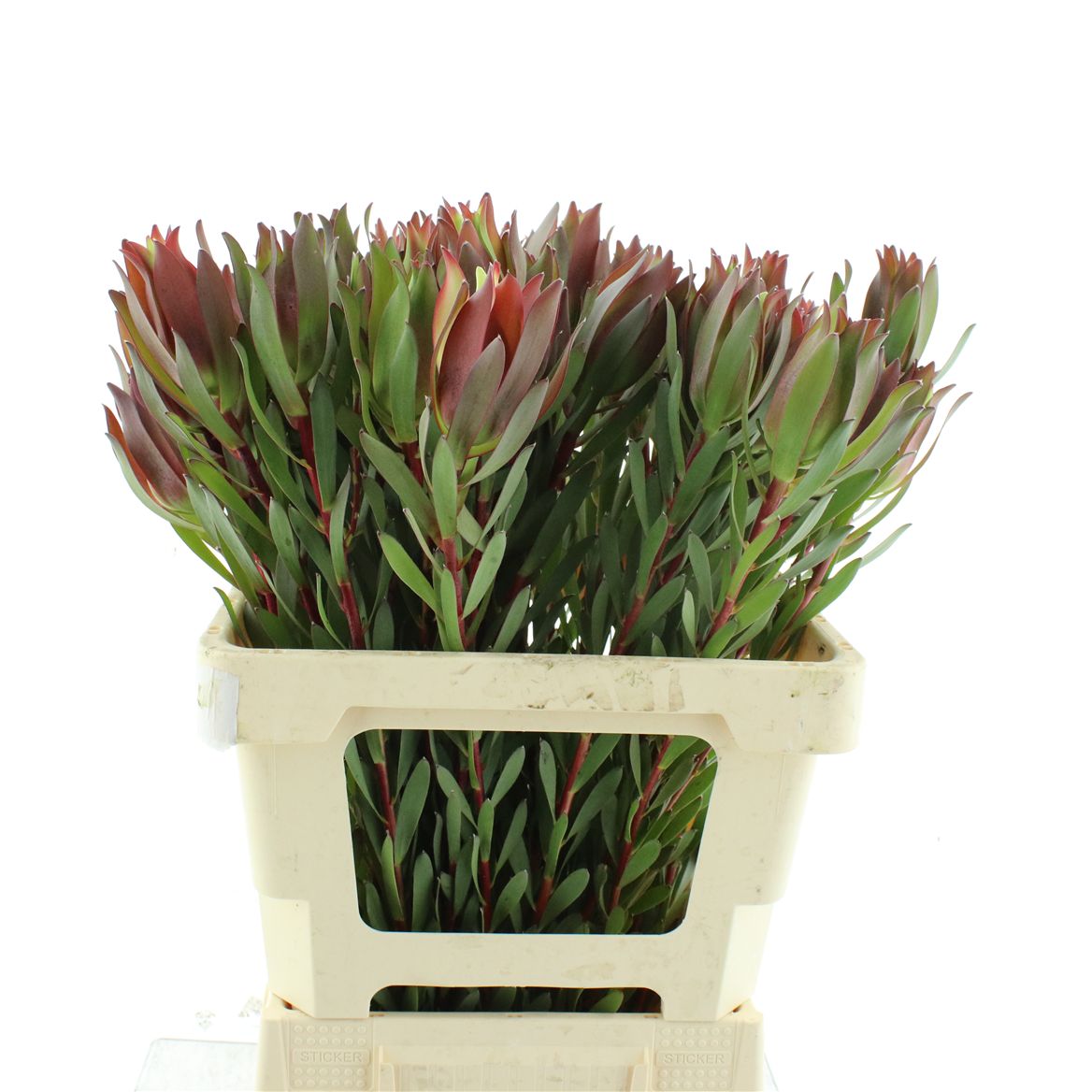 Leucadendron 60cm