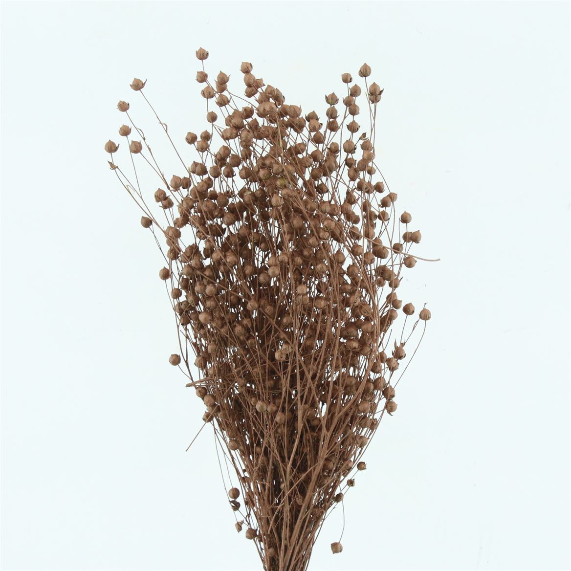Lino Flax Bleached Bronze Per Bunch 50cm