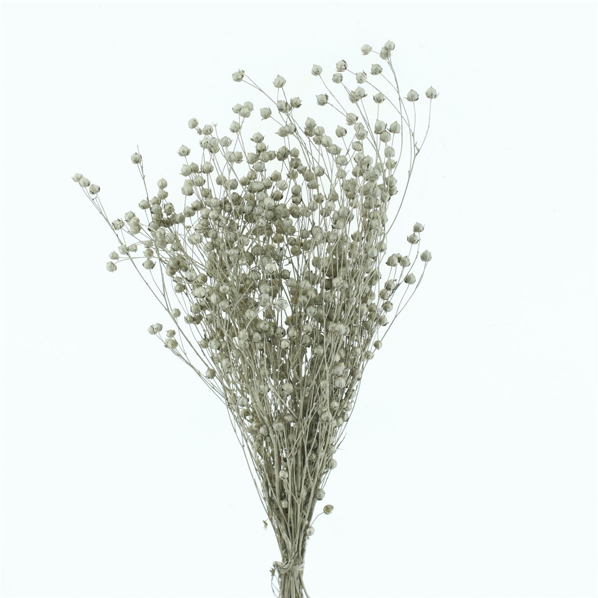 Lino Flax Bleached Platina Per Bunch 50cm