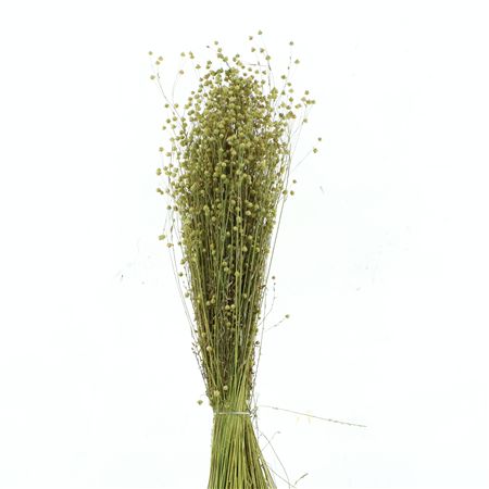 Droogbl Onbew Bos