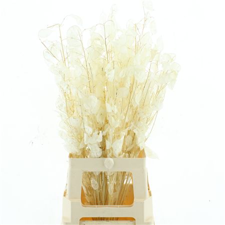 Dried Lunaria Bleached White