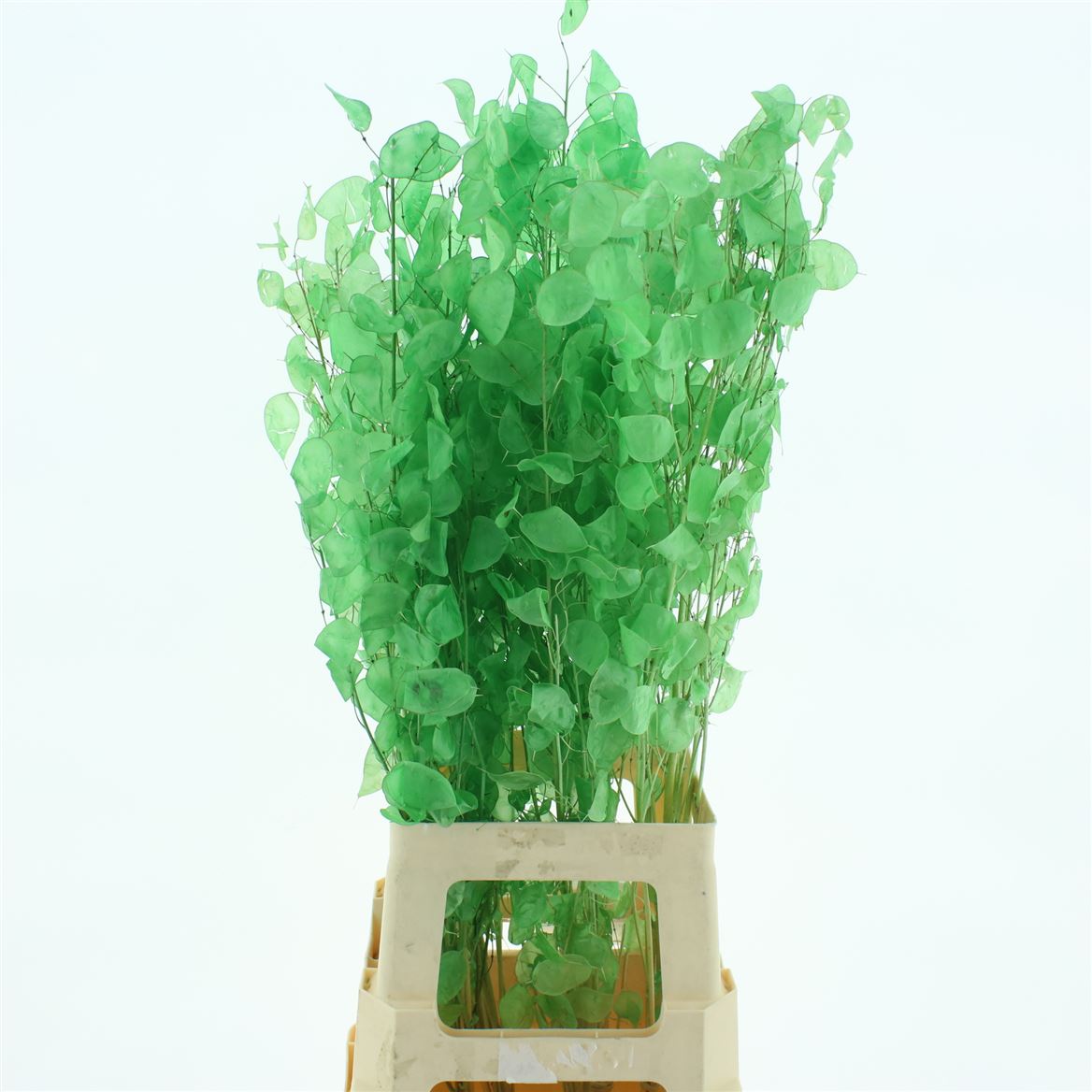 Lunaria Bleached Mint Green Per Bunch 80cm
